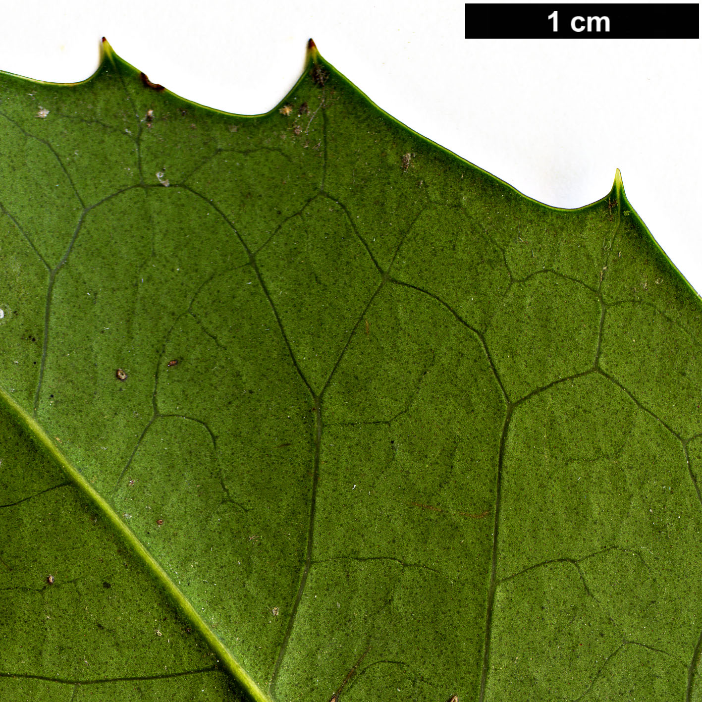 High resolution image: Family: Oleaceae - Genus: Osmanthus - Taxon: ×fortunei (O.fragrans × O.heterophyllus)